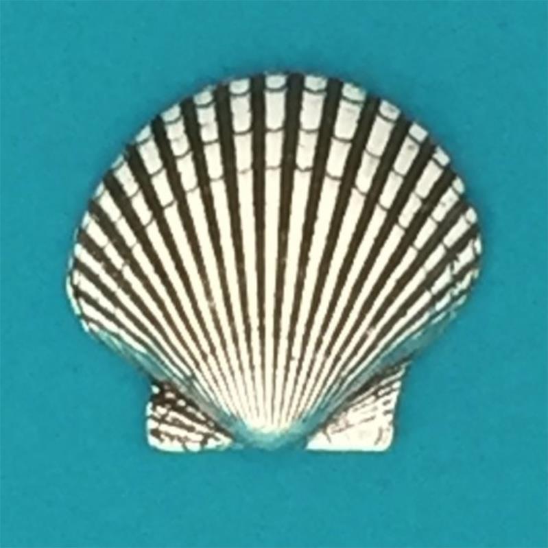 Basic Spirit Pewter Scallop Shell